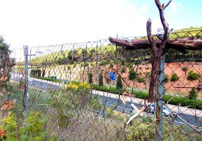 Camino de Santiago corriendo